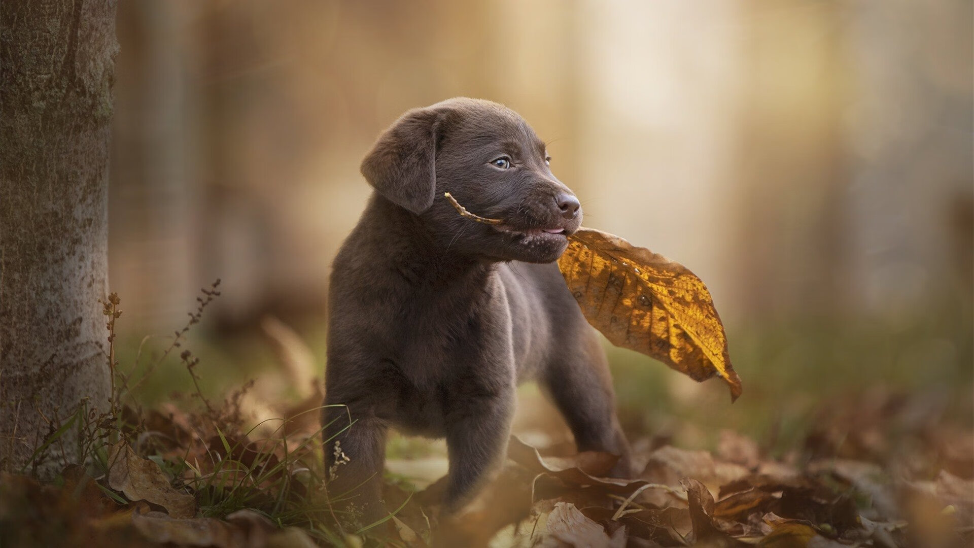 从冷藏室到聚光灯，哈利伯顿的救赎一夜，如何点燃奥运梦？